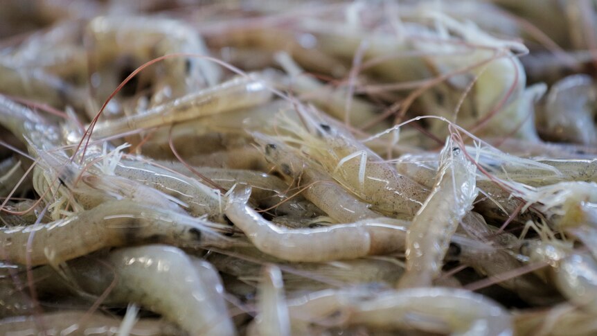 A close up shot showing lots of baby prawns.