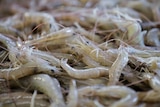 A close up shot showing lots of baby prawns.