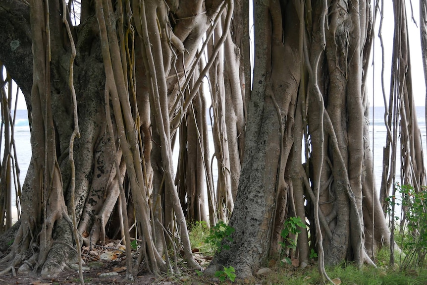 A Banyan tree only metres from the beach at West Island