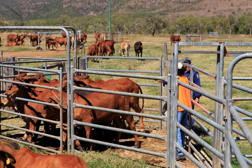 Brown cattle behind gates.