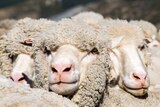Close-up of merino sheep