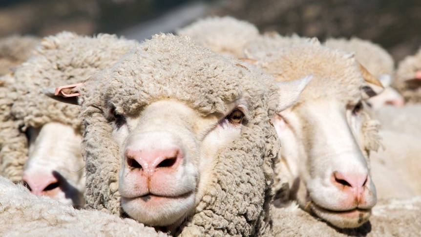 Close-up of merino sheep