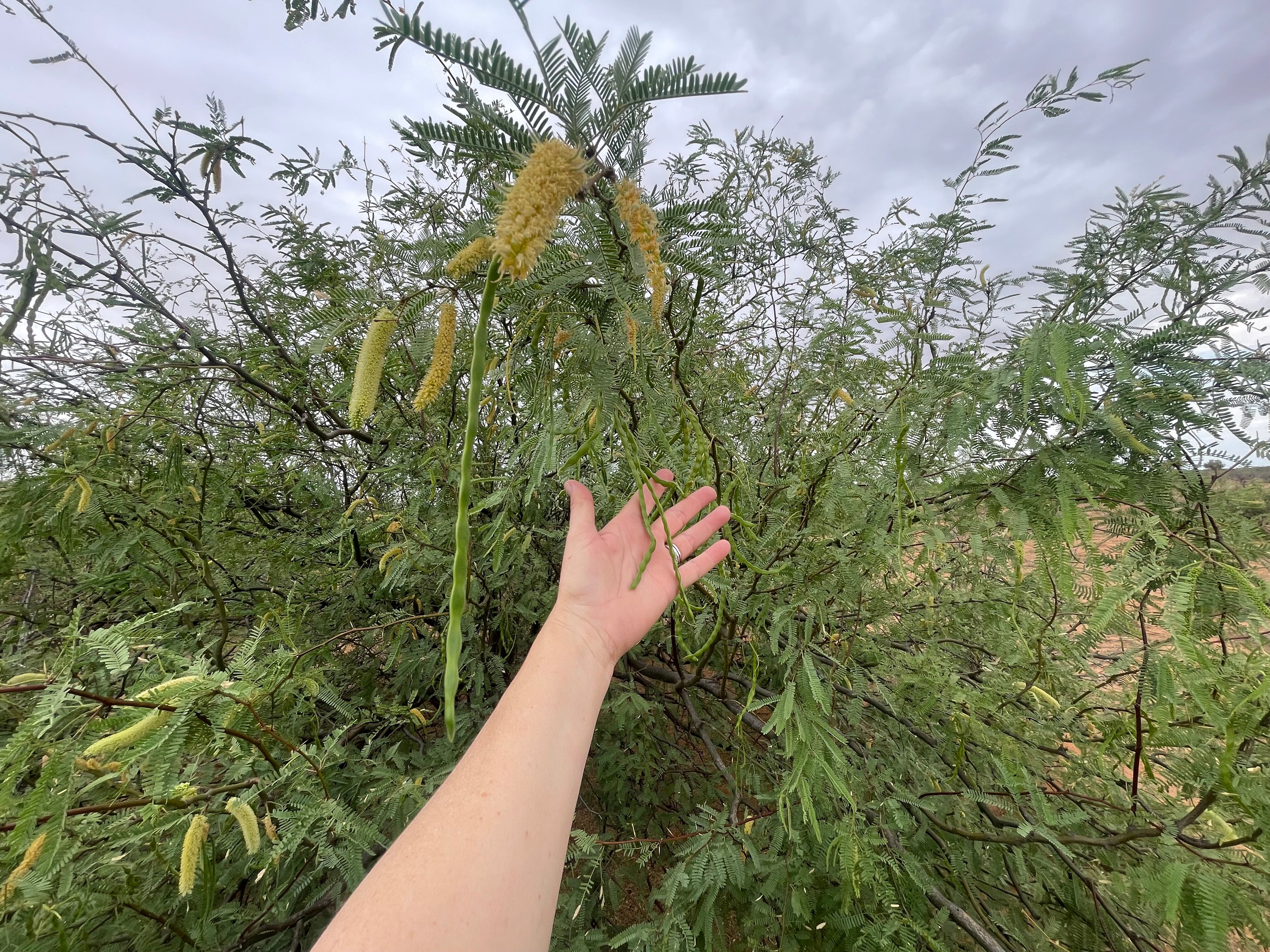 uma mão no centro da imagem tocando as vagens das sementes