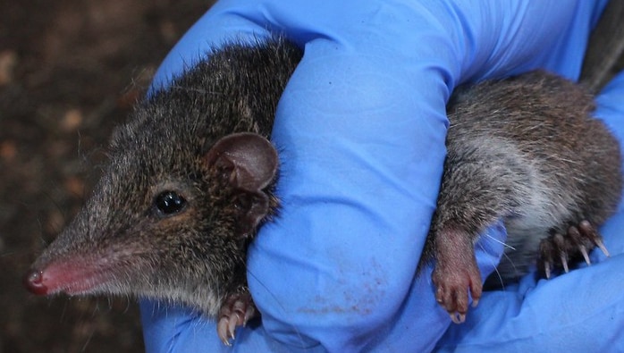 A very small marsupial is held by someone wearing a blue glove.