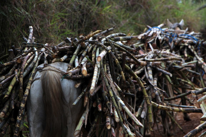 Horses stacked with sugarcane