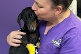 A vet in purple scrubs holding and kissing a dachshund with a yellow bandage on its paw 