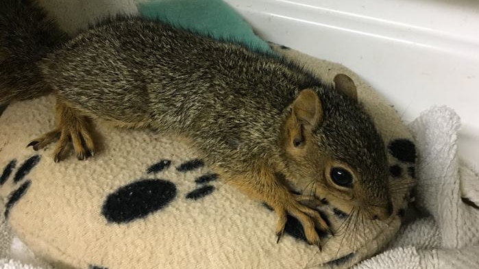 A baby squirrel sits on a cushion