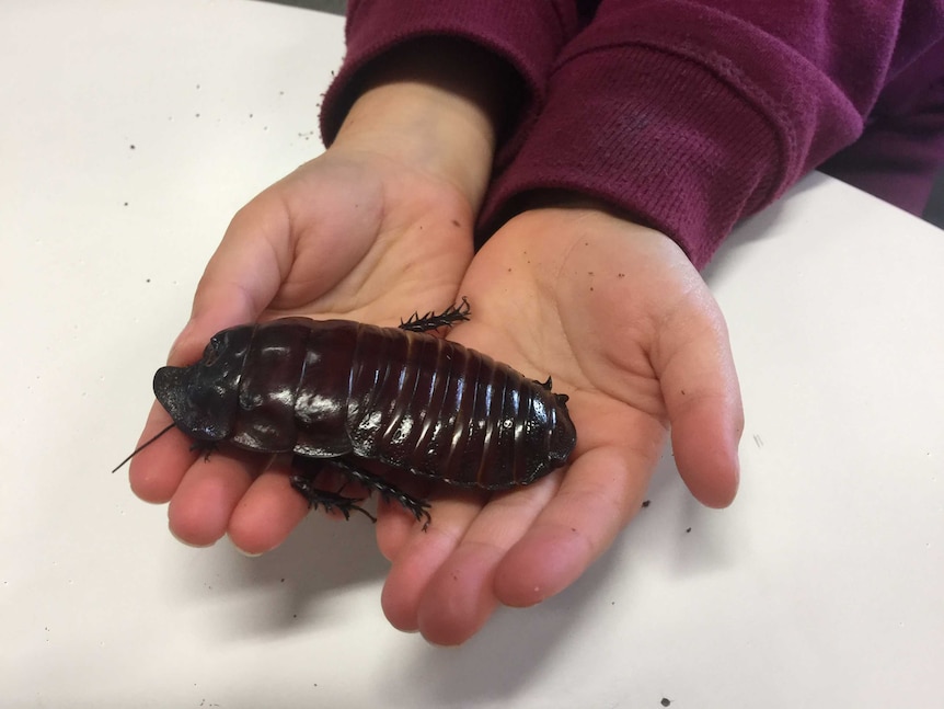 A giant brown cockroach sits in the hands of a young child