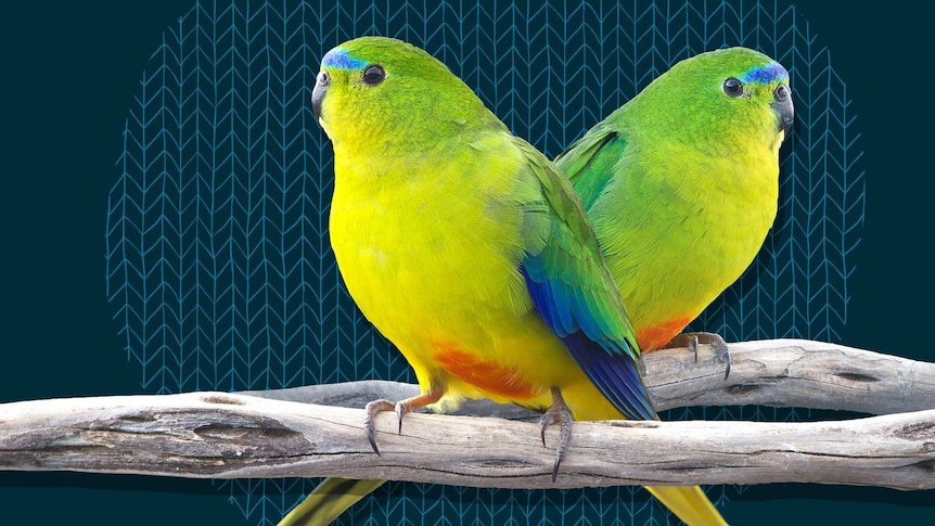 Male and Female Orange-bellied Parrots.