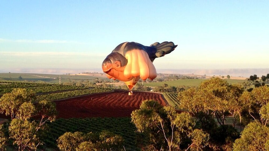 Some think it looks hideous, but the Skywhale is eye-catching in the morning sunshine over the Barossa Valley.