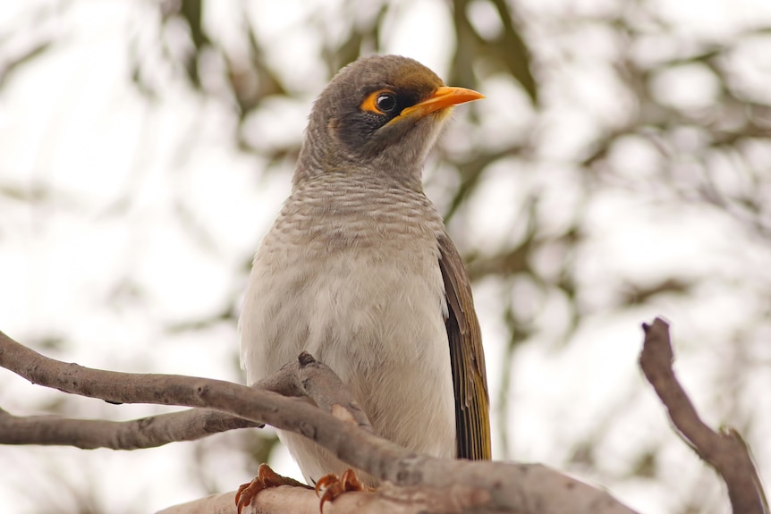 a bird with grey feathers and an orange beak