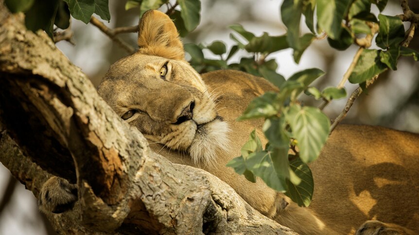 A Lion rests high in the trees in Uganda, Africa.