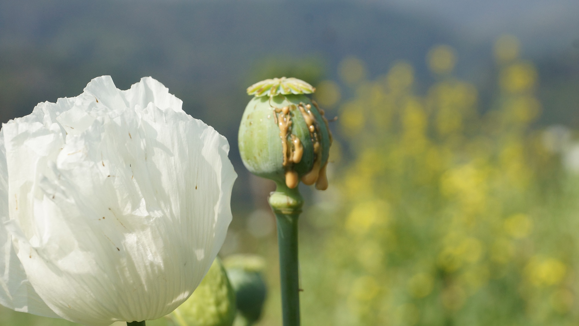 Opium bulb at harvest in Laos PDR.