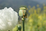 Opium bulb at harvest in Laos PDR.