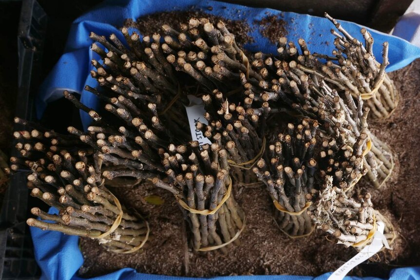 Close up of bundles of apple tree root stock in a box with sawdust and a blue tarpaulin stock taken from above