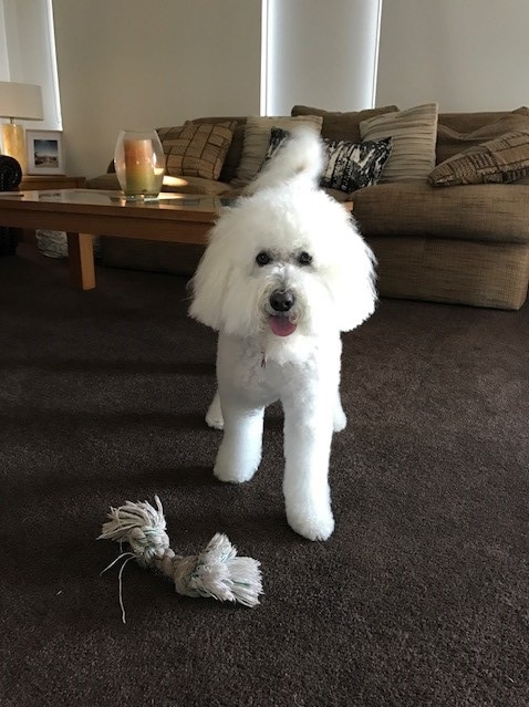 A white Groodle plays with a toy on carpet.
