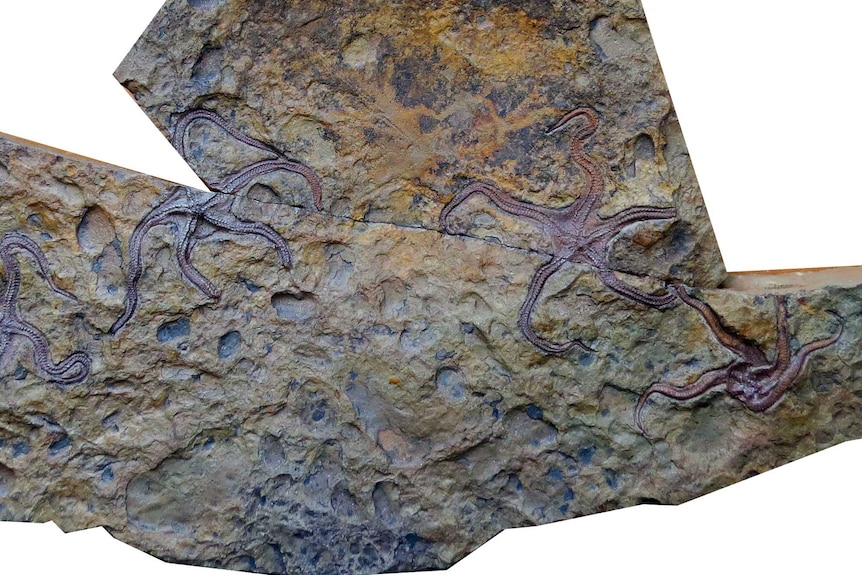 A slab of rock with five fossilised ancient starfish