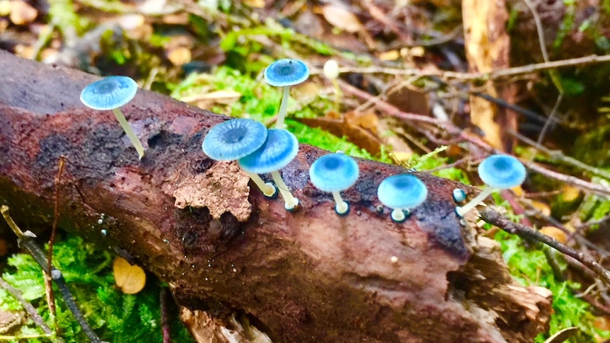 little blue fungi growing on a log