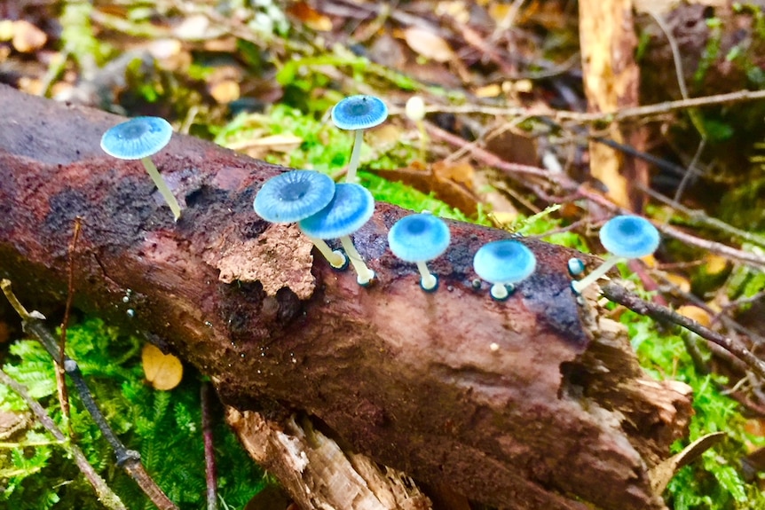 little blue fungi growing on a log