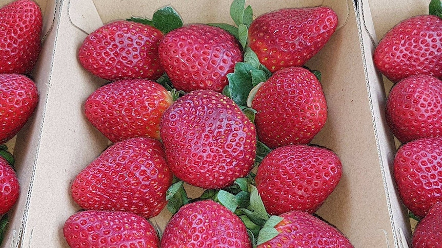 Beautiful ripe red strawberries in a cardboard punnet.