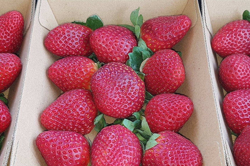 Beautiful ripe red strawberries in a cardboard punnet.