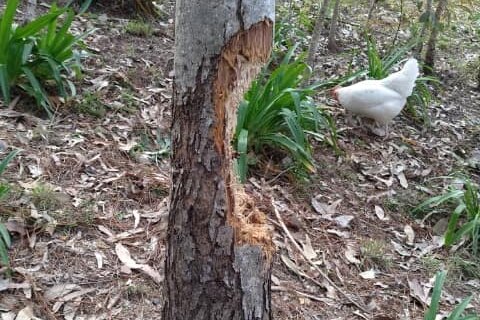 A white chicken standing behind a tree that has had two-thirds of its trunk stripped away by a cockatoo.  
