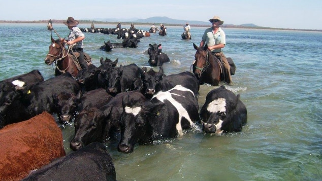 Snake Island cattle