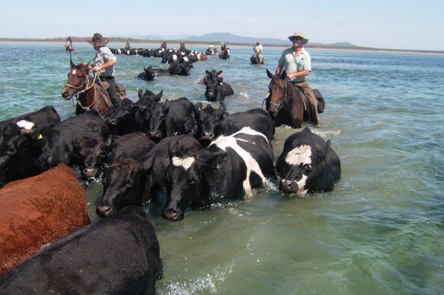 Snake Island cattle