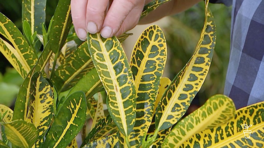 Close up on hand holding yellow and green variegated leaf