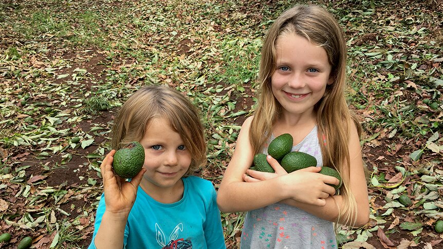 Young boy and girl hold damaged avocados.