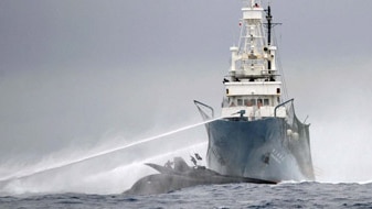 The Shonan Maru 2 bears down on the Ady Gil (AAP: JoAnne McArthur/Sea Shepherd Conservation Society)