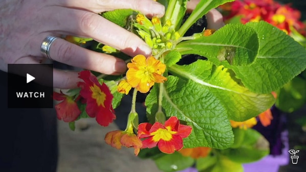 Hand holding a pot plant with orange and yellow flowers. Has Video.