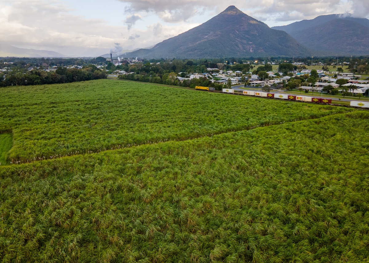 Drone image of a Gordanvale cane field with the Pyramid in the background.