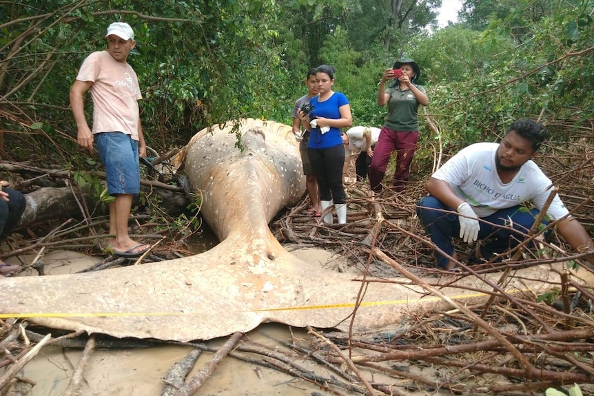 Brazilian wildlife experts look at a humpback whale that washed up in the jungle.