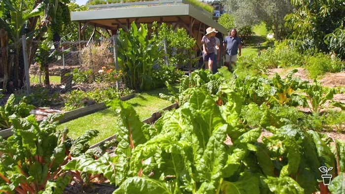 Vegetable garden with three people walking in the background