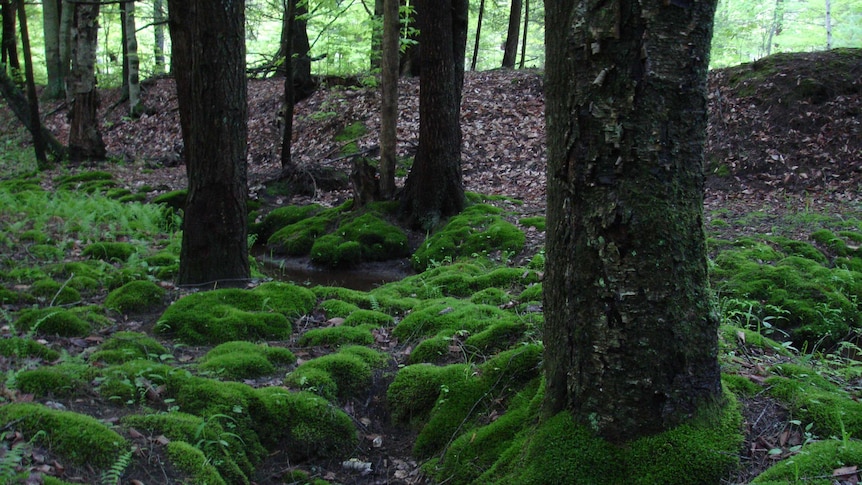 Moss around trees creates ground cover in Tionesta, Allegheny National Forest.