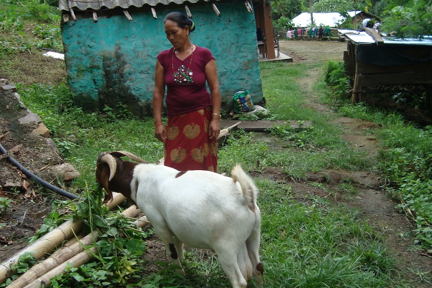A female Nepalese famer stands next to her new Boer goat as it eats grass.