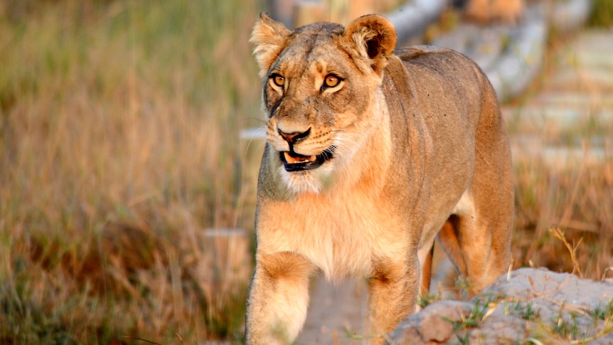 a lioness in grass fixates her stare on an object out of shot as she approaches it