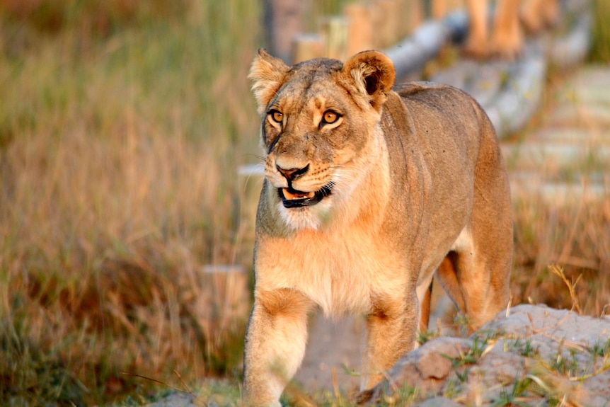 a lioness in grass fixates her stare on an object out of shot as she approaches it