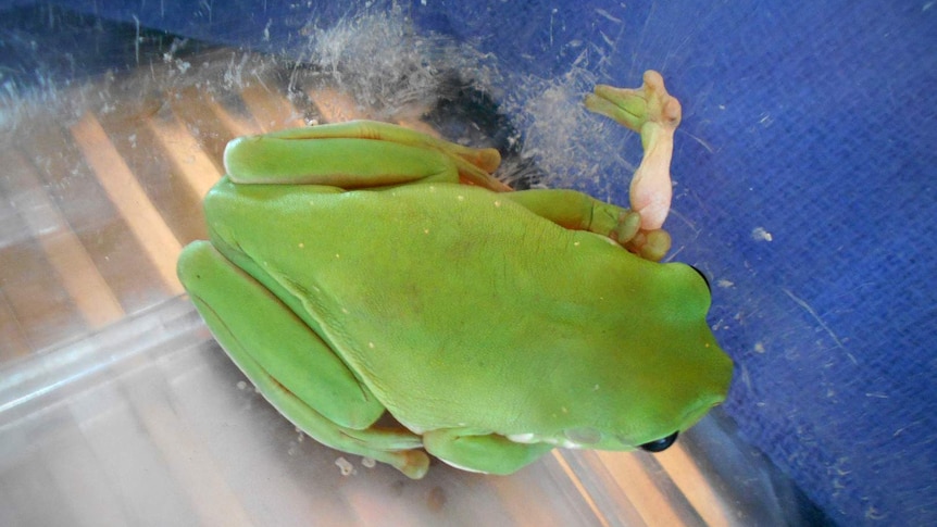 A green tree frog which has an extra leg growing from its chest sits on a towel