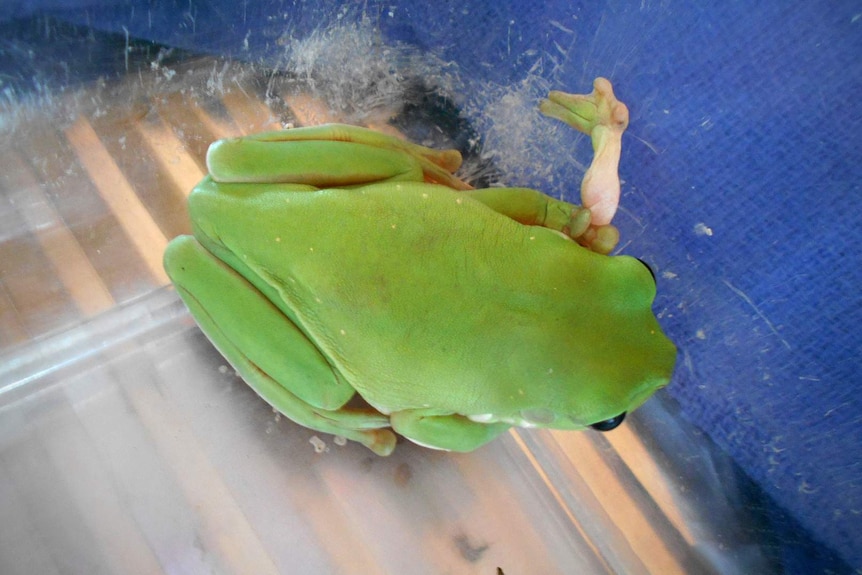 A green tree frog which has an extra leg growing from its chest sits on a towel.