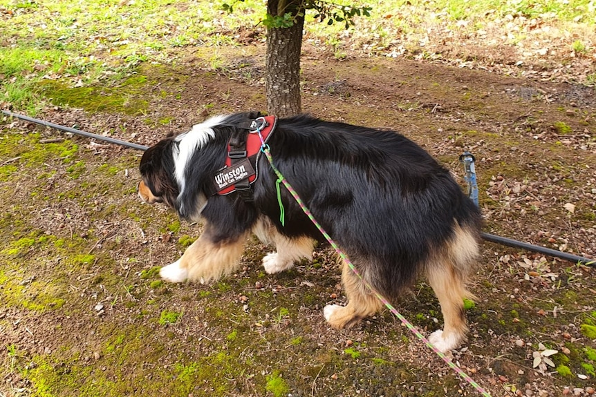 A dog in a paddock sniffing the ground for truffles