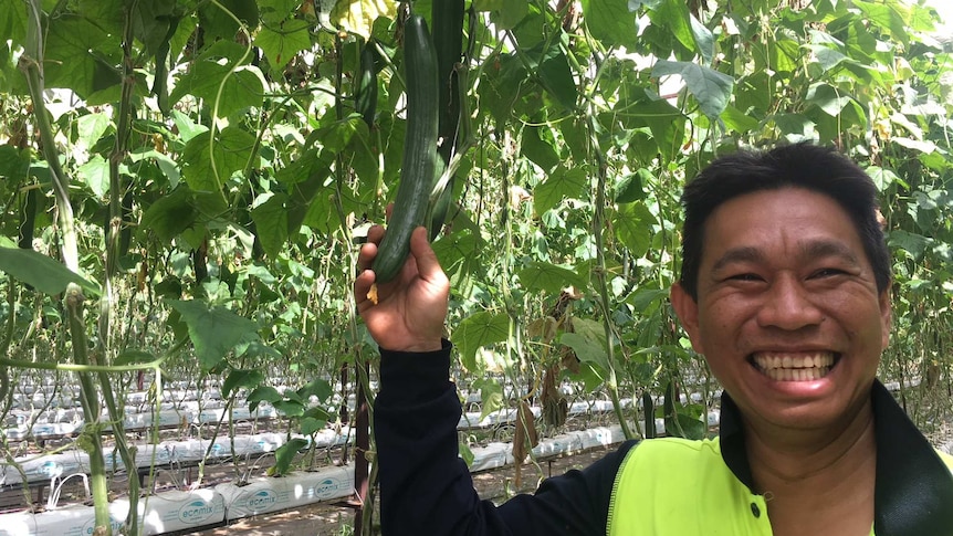 Cucumber farmer Michael Quach.
