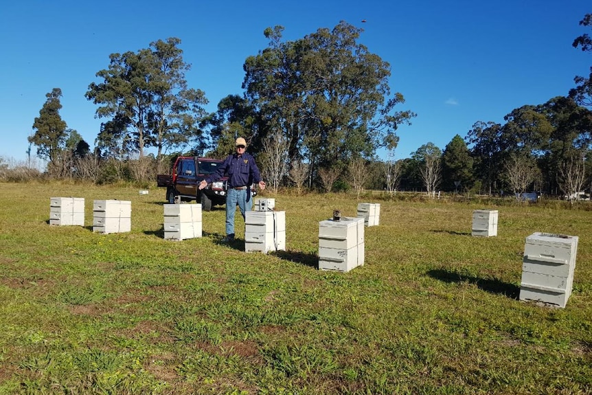 A long-distance shot of a man standing near beehives under a blue sky, grassland and surrounded by trees.