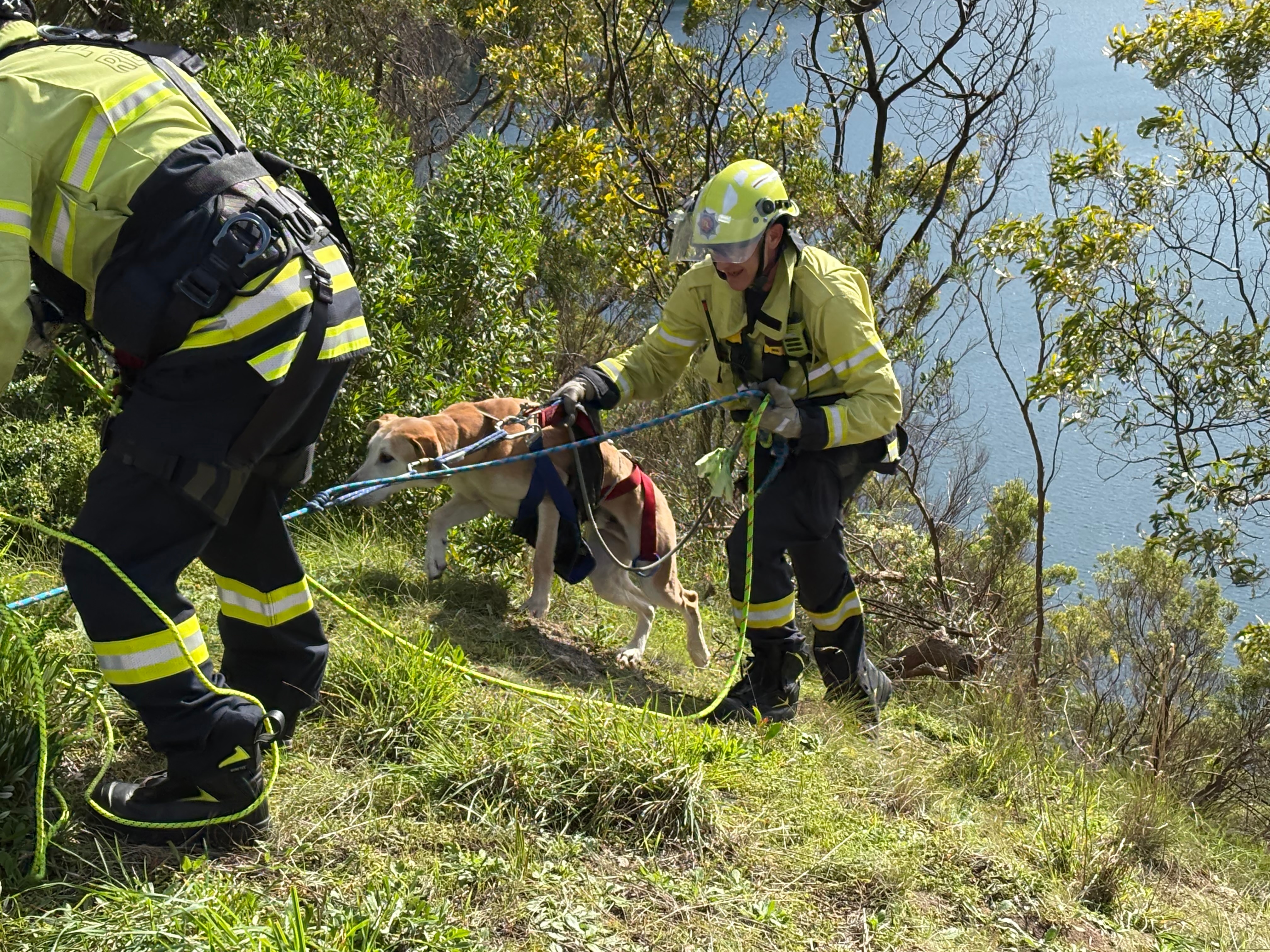 Missing dog rescued from cliff face around volcanic crater lake