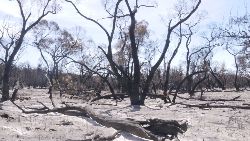 Black and leave-less trees on sandy soil.