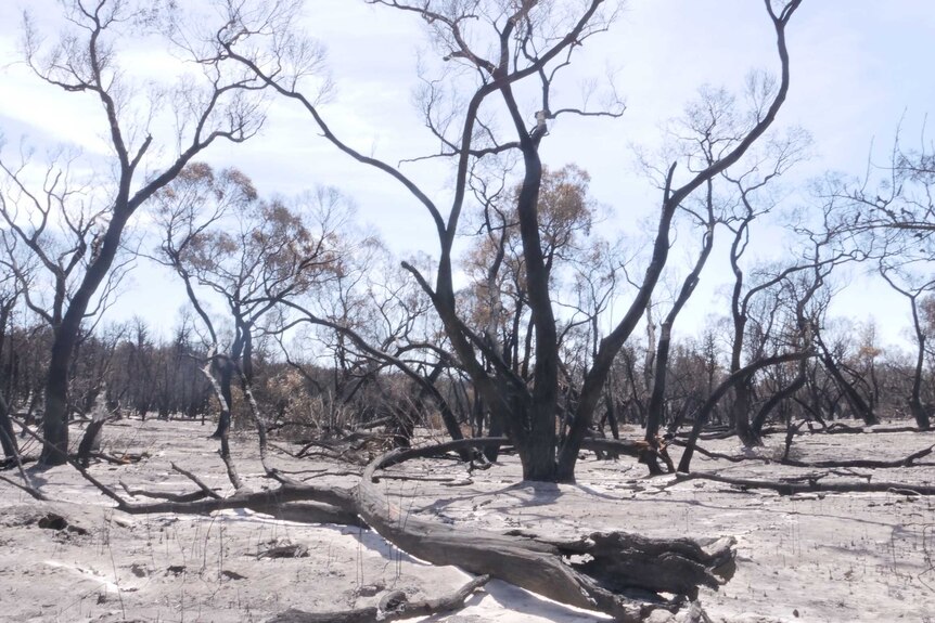 Black and leave-less trees on sandy soil.