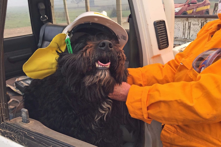 A dog wears a fire helmet in a fire truck near Campania.