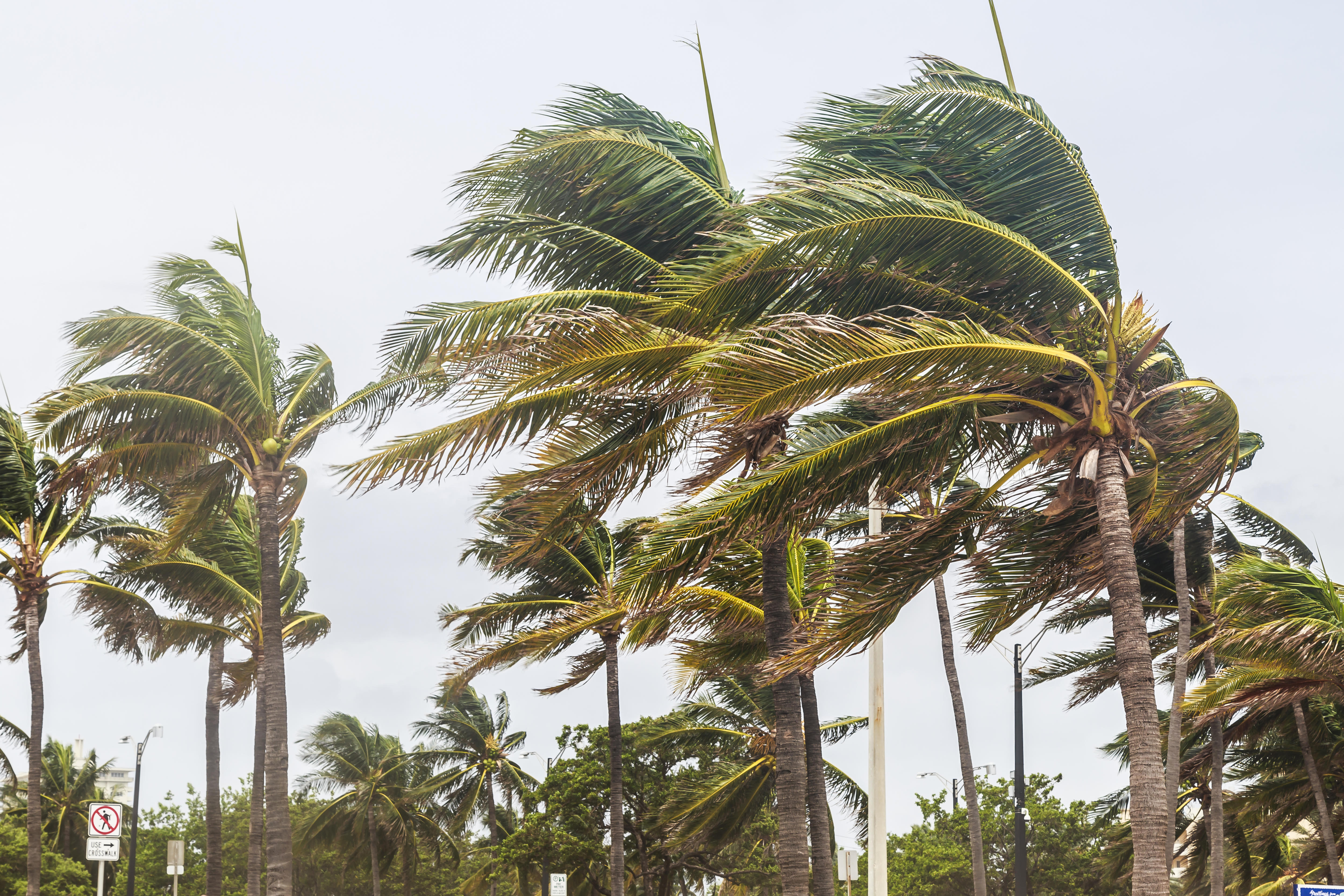 Tall palm trees blowing in a strong wind with the text "Cyclone"