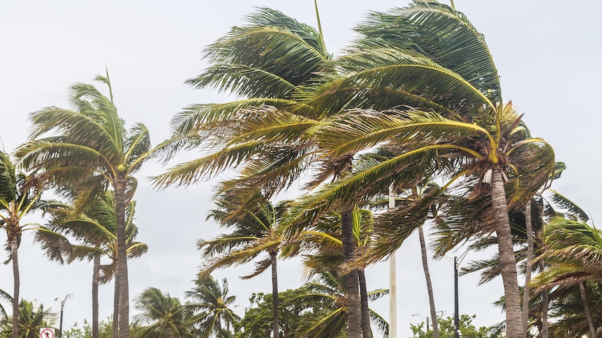 Tall palm trees blowing in a strong wind with the text "Cyclone"